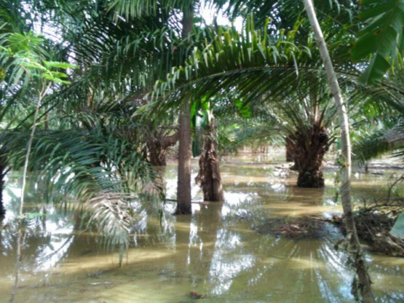 2025 El Niño & La Niña Impact on Malaysia Plantations