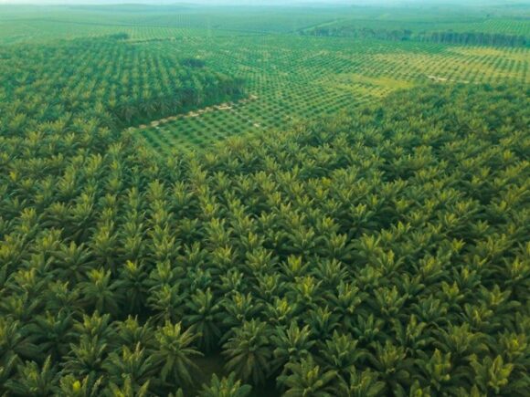 How to Improve Oil Palm Yield: 7 Common Plantation Mistakes and How to Fix Them