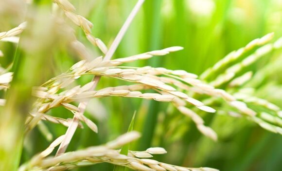 Paddy Foliar Feeding Guide: How Foliar Sprays Help Boost Grain Quality and Fullness