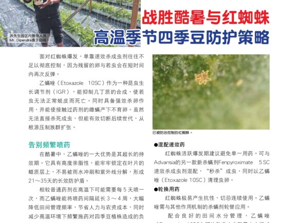 Winning Against Extreme Heat and Red Spider Mites Year-Round Bean Protection Strategy for High-Temperature Seasons