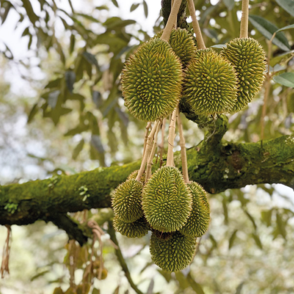 Axtra Buah