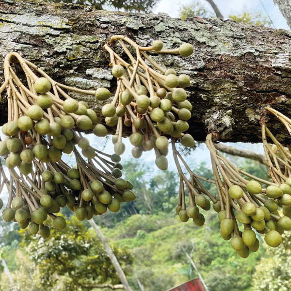 Axtra Buah